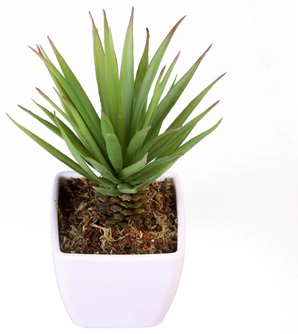 Rubber bonsai